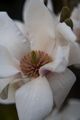 Magnolia soulangeana Amabilis-2 Magnolia pośrednia